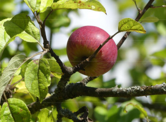 ein Apfel im Blättergrün