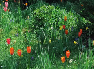 Blumen im Grünen